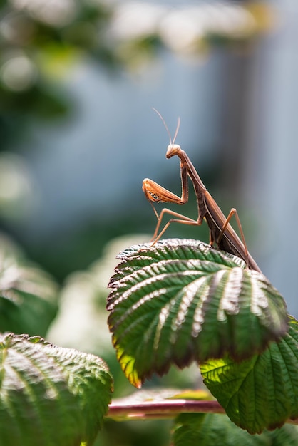 緑の葉に茶色のカマキリ