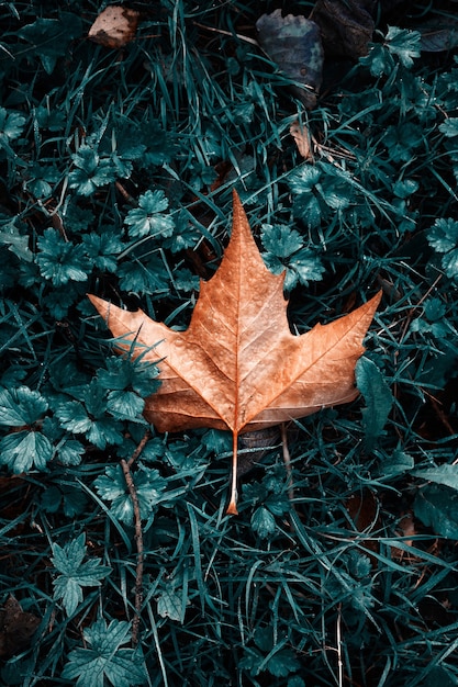 brown maple leaf on the green grass in autumn season