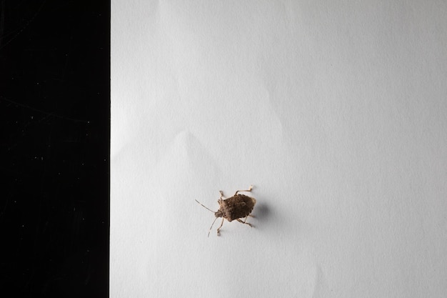 Brown marble stink bug halyomorpha halys with wide copy space