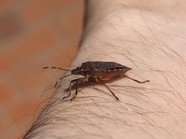 Brown marmorated stink bug