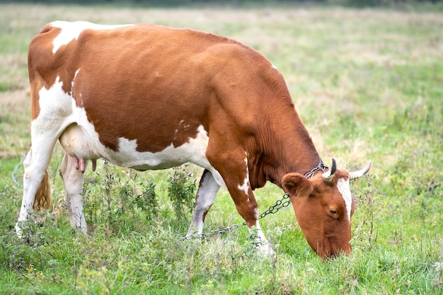 農場の草地で緑の草を食べている茶色の乳牛