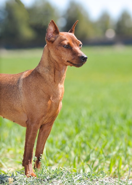 Brown miniature pinscher on the grass in the field