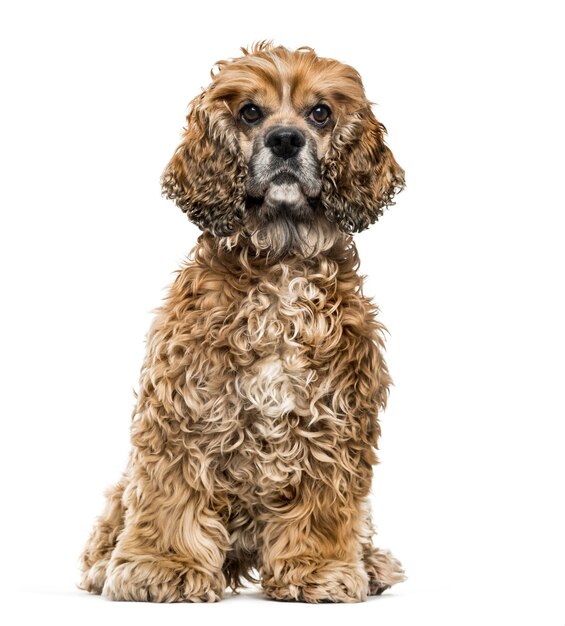 Brown Mixedbreed dog against white wall