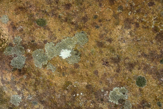 Brown mold in nature on stone background