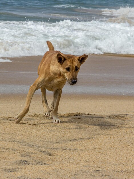 A brown mongrel dog stands on the sandy seashore