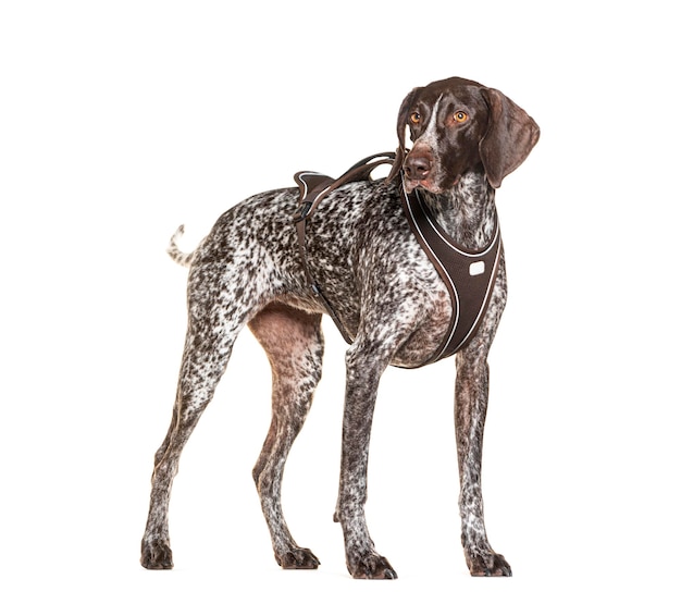 brown mongrel dog wearing a harness isolated on white