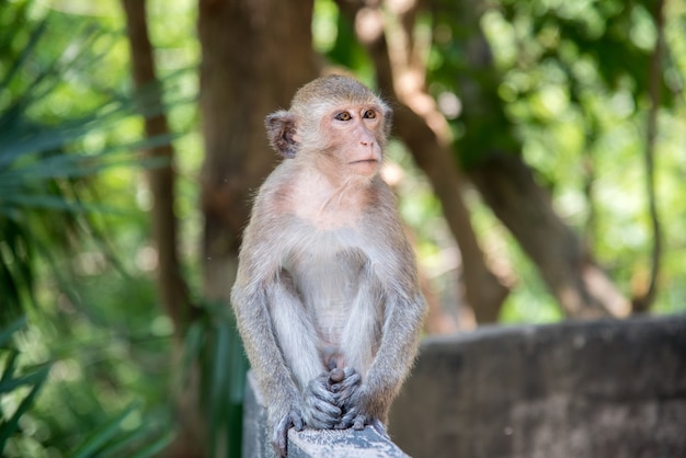 A brown monkey sits on a rock.