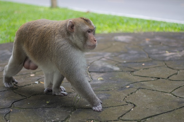 Brown monkey walks the park