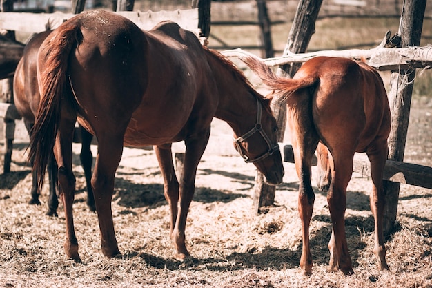 Brown mother Mare and red little stallion