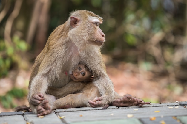 A brown mother monkey with her cute baby in nature of Thailand