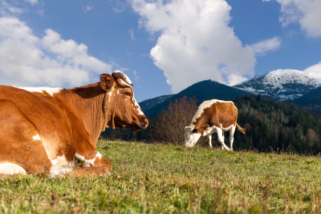 Brown mountain cows grazing on pasture in summer. Concept of agriculture