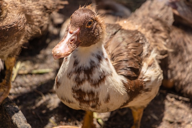 Brown muscovy ducks in the barnyard lots of poultry