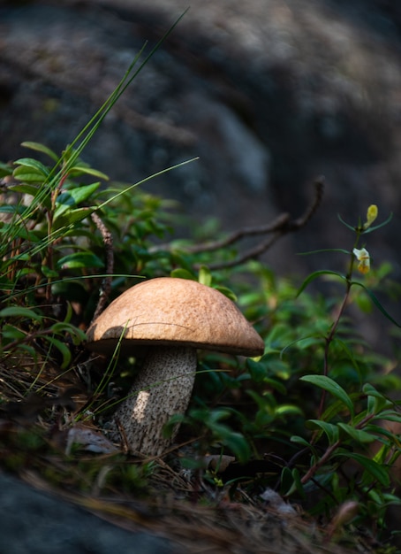 Brown mushroom in the forest grass