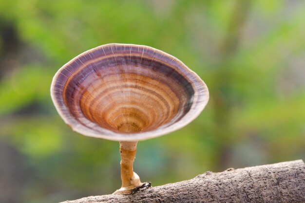 Photo brown mushroom microporus xanthopus fr kuntze on tree branch