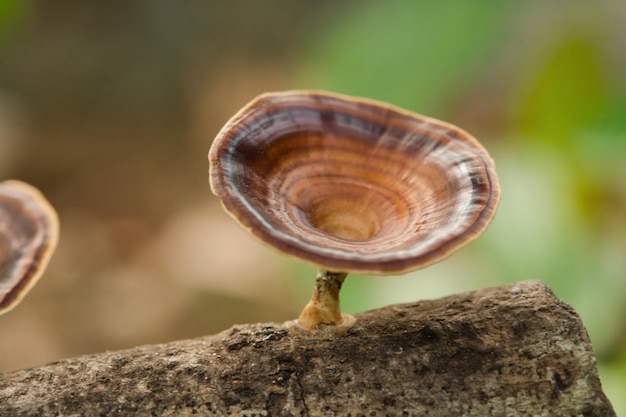 Photo brown mushroom microporus xanthopus kuntze on tree branch