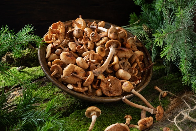 Brown mushrooms in a copper bowl decorated fir branches on a dark background