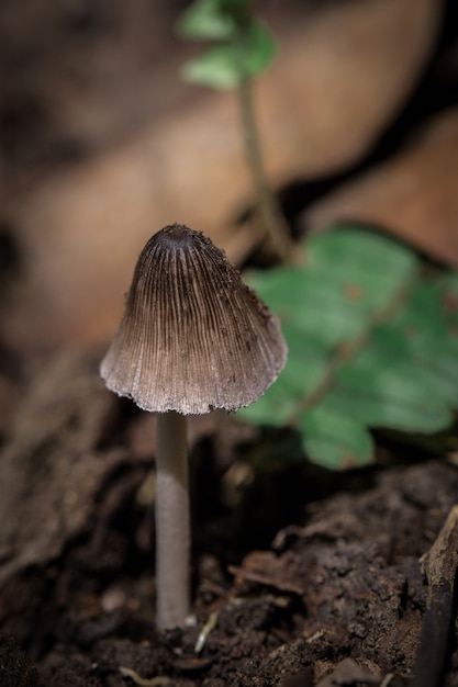 Brown mushrooms on the ground