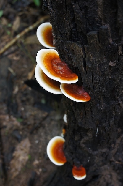 Photo brown mushrooms on the tree trunk