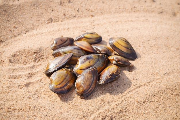 Brown mussels lying in heap on the sand, sea food.