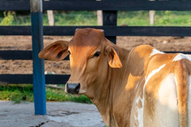 Photo brown nelore calf in the corral