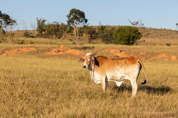 Brown Nelore cattle in the pasture