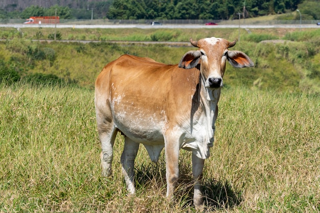 牧草地の茶色のネロール牛