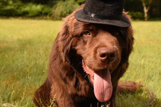 Brown Newfoundland Dog with a Top Hat