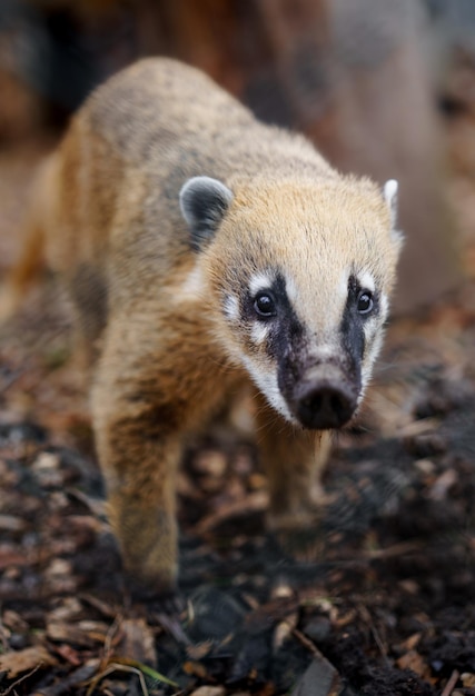 Brown nosed coati