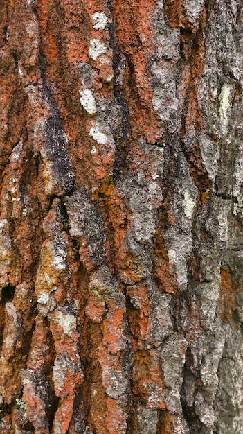 Brown old tree bark texture background graphic design