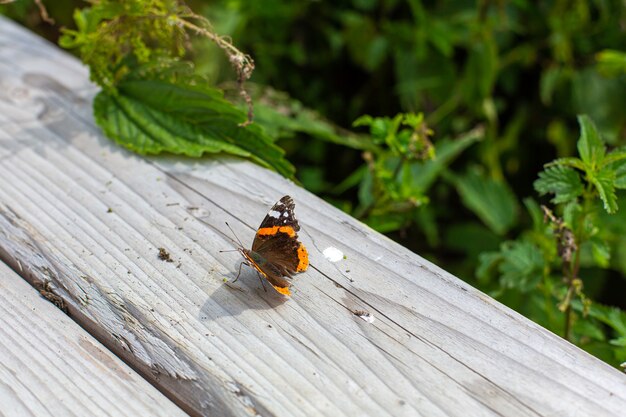 A brown orange butterfly sitting on wooden fence next to green trees.