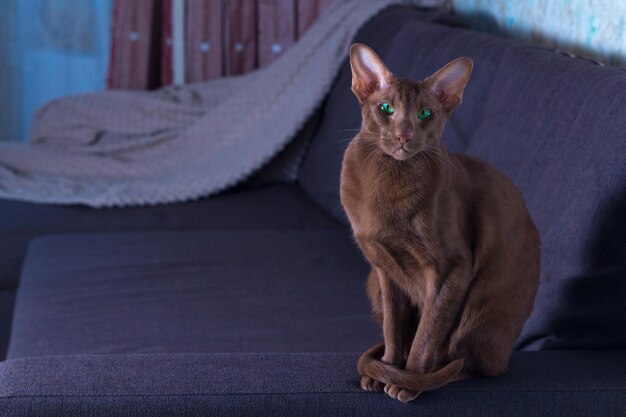 A brown oriental cat sits gracefully on the sofa