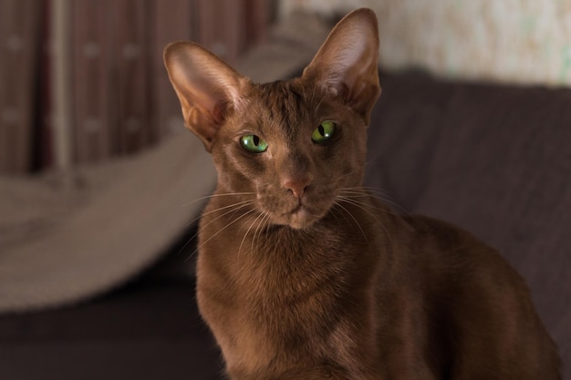 A brown oriental cat sits gracefully on the sofa