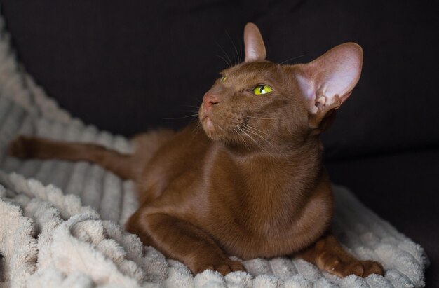 Foto un gatto orientale marrone si siede graziosamente sul divano