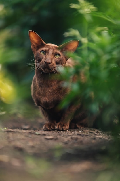 A brown oriental cat sits near a flower bed with greenery.