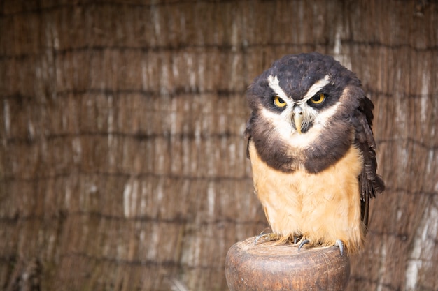 Brown owl perching portrait