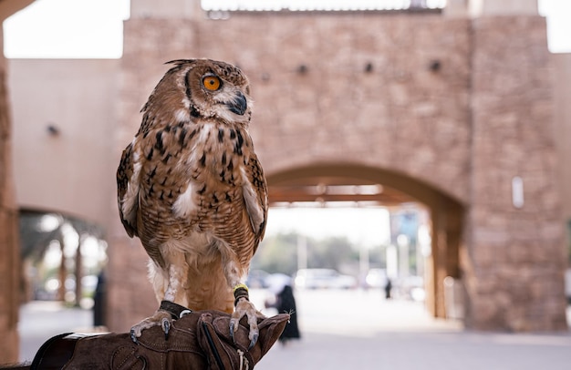 Photo brown owl in the zoo