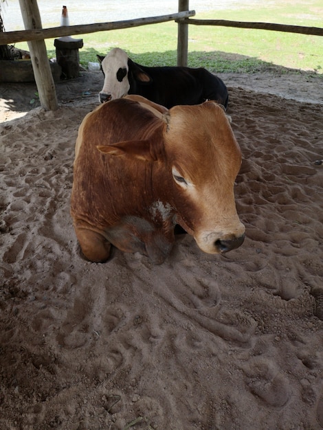 Bue marrone sdraiato nel fienile in fattoria rurale..