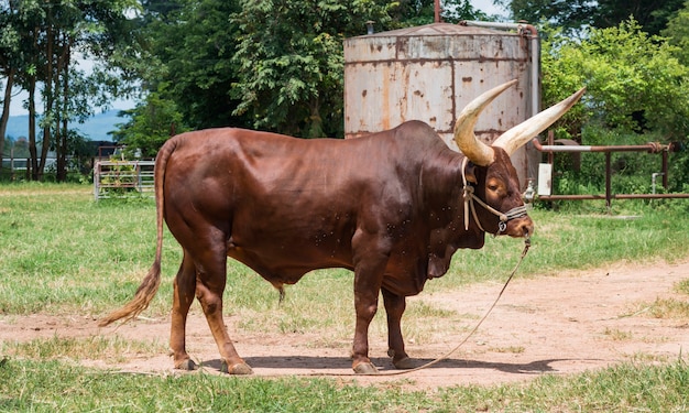 Brown ox with big horn in farm on a summer pasture