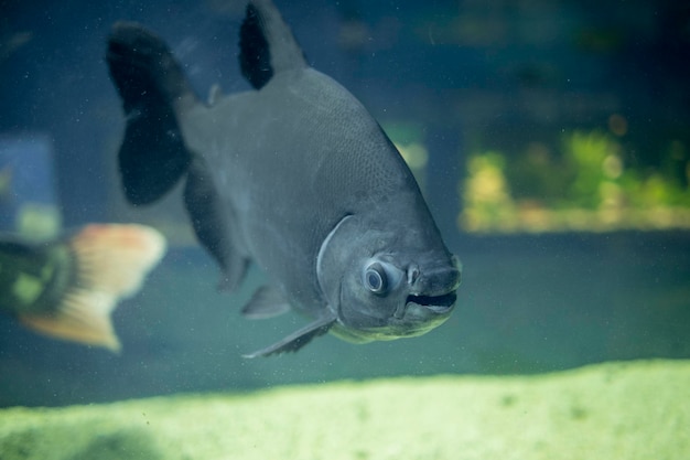 Foto pacu marrone nell'acquario pesce d'acqua dolce colossoma macropomum