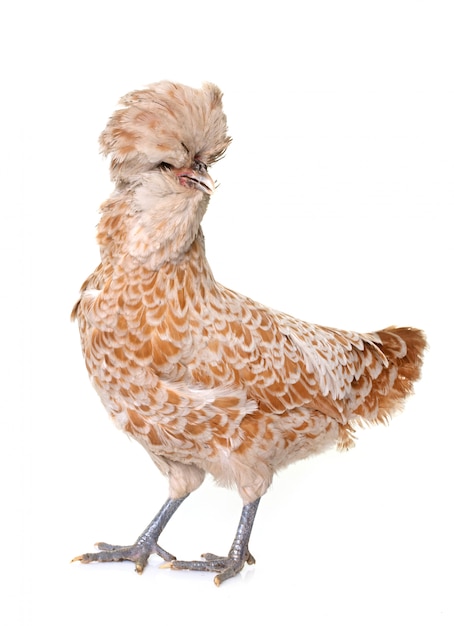 brown Padovana chicken