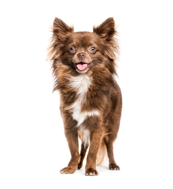 Brown panting Chihuahua standing