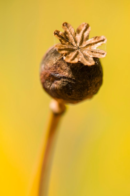 Photo brown papaver somniferum seed head