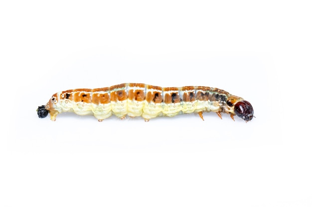 brown pattern caterpillars isolated. Animal. Insect.