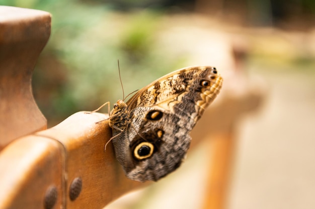 Brown peacock butterfly summer winged insect lepidoptera\
sitting on blurry nature natural background