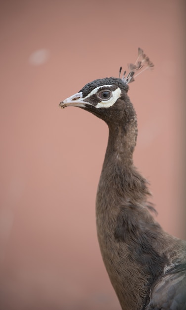 Photo brown peacock wild