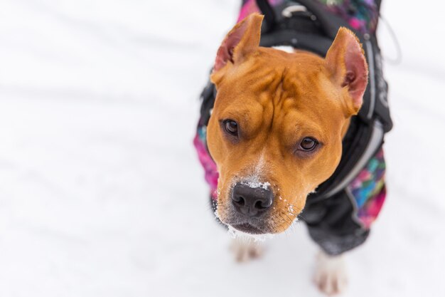 Brown pedigree dog sitting on the snow in a forest. Staffordshire terrier