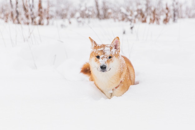 Brown pedigreed dog playing with snow on a field. Shiba inu. Beautiful dog