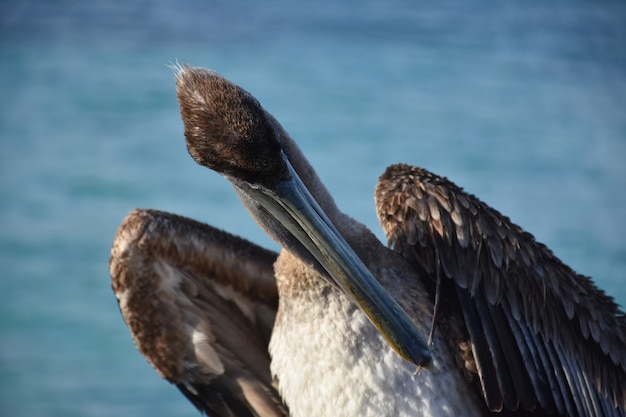 Brown pelican with a feather in his beak.
