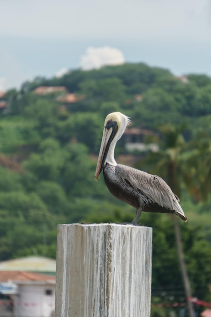 Brown Pelican