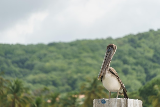 Brown Pelican